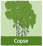 Copse trees