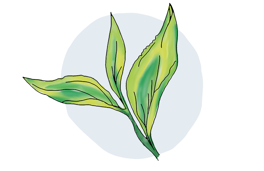 Illustration of fresh, green tea leaves