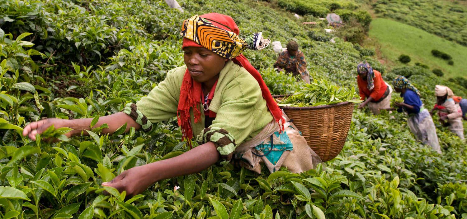 Rainforest Alliance
