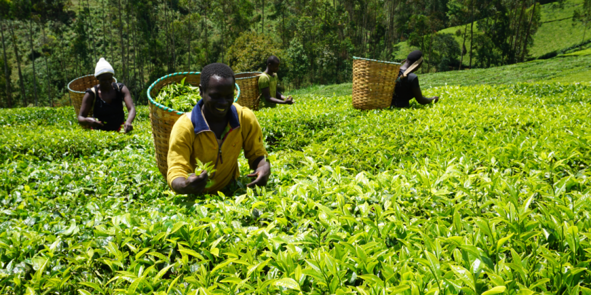 Saving energy in tea factories